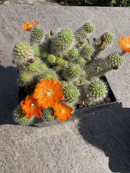 Rebutia pulvinosa
